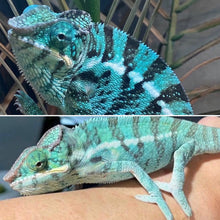 Load image into Gallery viewer, Nosy Be Panther Chameleon lineage reference showing Kandinsky x Blucifer sire lines with vibrant blue-green coloration potential and breeding background showcase