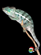Load image into Gallery viewer, Large Ambanja Panther Chameleon male starting to show vibrant blue and green colors