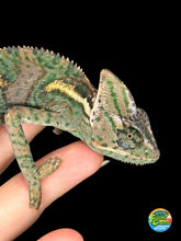 Load image into Gallery viewer, Front view of the last juvenile male Veiled Chameleon available, showing vibrant patterning