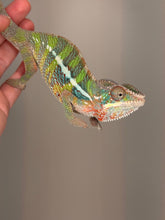 Load image into Gallery viewer, Close-up of a young Ambilobe Panther Chameleon showing lime, blue, and turquoise coloration.