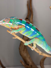 Load image into Gallery viewer, Close-up of bright blue barring on juvenile Ambilobe Panther Chameleon