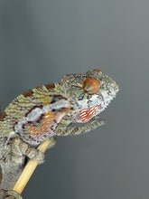 Load image into Gallery viewer, Young male Ambilobe Panther Chameleon with blue green and yellow colors