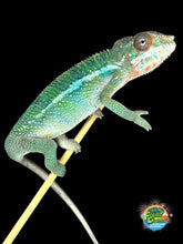 Load image into Gallery viewer, Captive-bred male Ambilobe Panther Chameleon with emerging rainbow colors