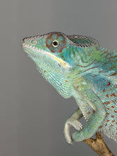 Load image into Gallery viewer, Healthy young male Ambilobe Panther Chameleon perched naturally on a branch.