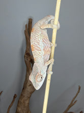 Load image into Gallery viewer, Young male Ambilobe Panther Chameleon with developing orange and red colors.