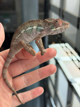Load image into Gallery viewer, Captive-bred Ambilobe Panther Chameleon with exceptional future color potential.