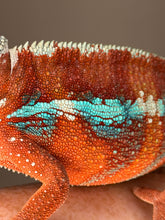 Load image into Gallery viewer, Male Ambilobe Panther Chameleon with a rich red body and vivid blue bars, perfect as a display animal or future breeder.