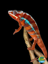 Load image into Gallery viewer, Male Ambilobe Panther Chameleon with a rich red body and vibrant electric blue bars.