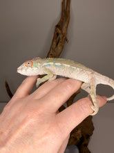 Load image into Gallery viewer, Vibrant coloration of male Ambilobe Panther Chameleon Flash Jr. x Aslan juvenile