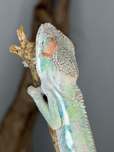 Load image into Gallery viewer, Close-up of male Ambilobe Panther Chameleon Flash Jr. x Aslan juvenile face and eye detail