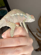 Load image into Gallery viewer, Side profile of male Ambilobe Panther Chameleon Flash Jr. x Aslan juvenile with emerging colors