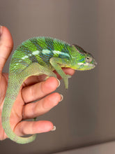 Load image into Gallery viewer, ute male Ankify Panther Chameleon with a curious expression and vibrant green coloration