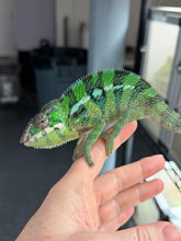 Load image into Gallery viewer, Beautiful male Ankify Panther Chameleon displaying rich emerald green colors and exceptional Ankify locale traits