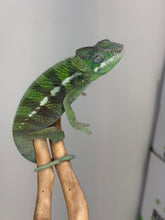 Load image into Gallery viewer, Captive-bred Ankify Panther Chameleon with developing emerald green coloration