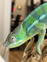 Load image into Gallery viewer, Young Ankify Panther Chameleon posing on a branch with beautiful green colors