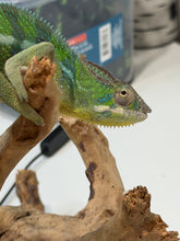 Load image into Gallery viewer, Side profile of a male Ankify Panther Chameleon highlighting his turquoise dorsal crest and healthy structure