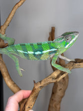 Load image into Gallery viewer, Close-up of a male Ankify Panther Chameleon's stunning turquoise dorsal crest and facial details