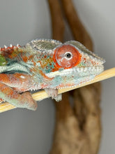 Load image into Gallery viewer, Male Ambilobe Panther Chameleon from Flash Jr. x Aslan line showing bright reds and blues