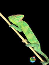 Load image into Gallery viewer, Healthy male Veiled Chameleon with bright green coloration and alert posture