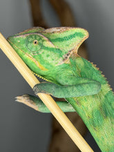 Load image into Gallery viewer, Male Veiled Chameleon showing calm temperament and vivid green body