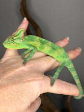 Load image into Gallery viewer, Male Veiled Chameleon perched on hand with alert and curious behavior