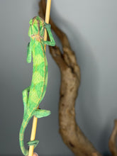 Load image into Gallery viewer, Male Veiled Chameleon with bright green tones, perched calmly and observing surroundings