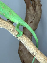 Load image into Gallery viewer, Juvenile Veiled Chameleon raised with premium care at FramsChams.