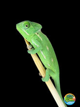 Load image into Gallery viewer, Healthy juvenile male Veiled Chameleon raised by FramsChams