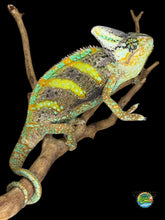 Load image into Gallery viewer, Sub-adult male Veiled Chameleon with vibrant green coloration and unique patterning