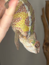 Load image into Gallery viewer, Body pattern of Marley line Sambava male panther chameleon with bold markings
