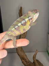 Load image into Gallery viewer, Face detail of Marley Sambava male panther chameleon with alert expression