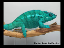 Load image into Gallery viewer, Nosy Be sire, BB, showing off his stunning blues