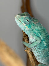 Load image into Gallery viewer, Nosy Be Panther Chameleon showing shifting teal and blue coloration