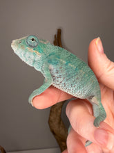 Load image into Gallery viewer, Detailed view of Nosy Be Panther Chameleon scale pattern and texture