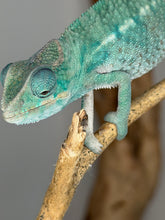 Load image into Gallery viewer, Nosy Be Panther Chameleon calmly perched inside enclosure