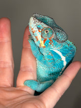 Load image into Gallery viewer, Nosy Be Blue chameleon on a person's hand with a blurred background