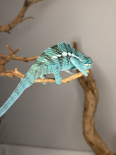Load image into Gallery viewer, Active juvenile Nosy Be panther chameleon exploring and showing alert behavior