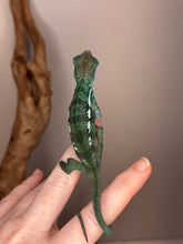 Load image into Gallery viewer, Active Nosy Be Panther Chameleon juvenile male from FramsChams
