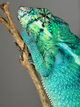 Load image into Gallery viewer, Vibrant blue-green Nosy Be Panther Chameleon showing color