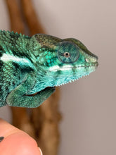 Load image into Gallery viewer, Captive-bred Nosy Be Panther Chameleon USA