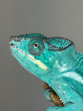 Load image into Gallery viewer, Close-up of a male Nosy Be Panther Chameleon highlighting developing coloration