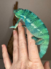 Load image into Gallery viewer, Close-up of Nosy Be Panther Chameleon’s turquoise scales