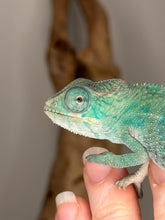 Load image into Gallery viewer, Close-up of Nosy Be Panther Chameleon eyes showing alert and calm expression