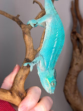 Load image into Gallery viewer, Final Nosy Be panther chameleon from limited pairing
