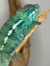 Load image into Gallery viewer, Hand-raised Nosy Be Panther Chameleon male juvenile