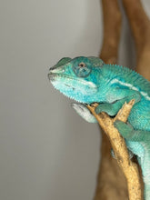 Load image into Gallery viewer, Healthy, hand-raised Nosy Be Panther Chameleon
