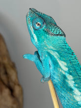 Load image into Gallery viewer, Juvenile Nosy Be panther chameleon developing blue-green coloration