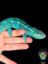 Load image into Gallery viewer, Juvenile Nosy Be Panther Chameleon showing sky-blue coloration and red rain markings, front view