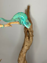 Load image into Gallery viewer, Juvenile Nosy Be Panther Chameleon exploring vine