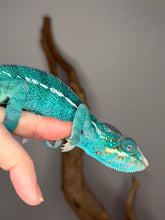 Load image into Gallery viewer, Nosy Be Panther Chameleon perched sideways, highlighting subtle color variation and markings